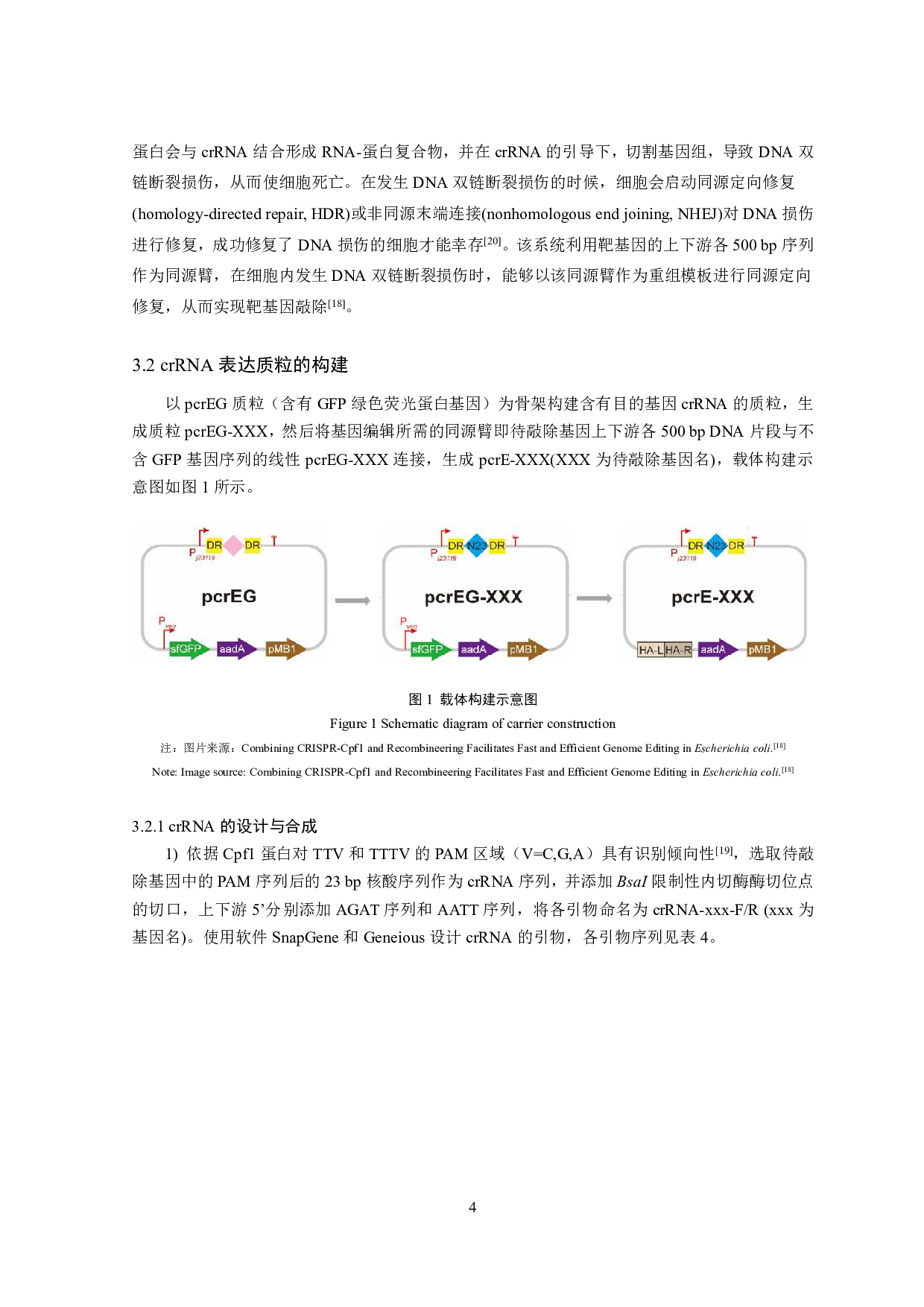 3个细菌长度调控候选基因功能验证-12623字.pdf 第6页