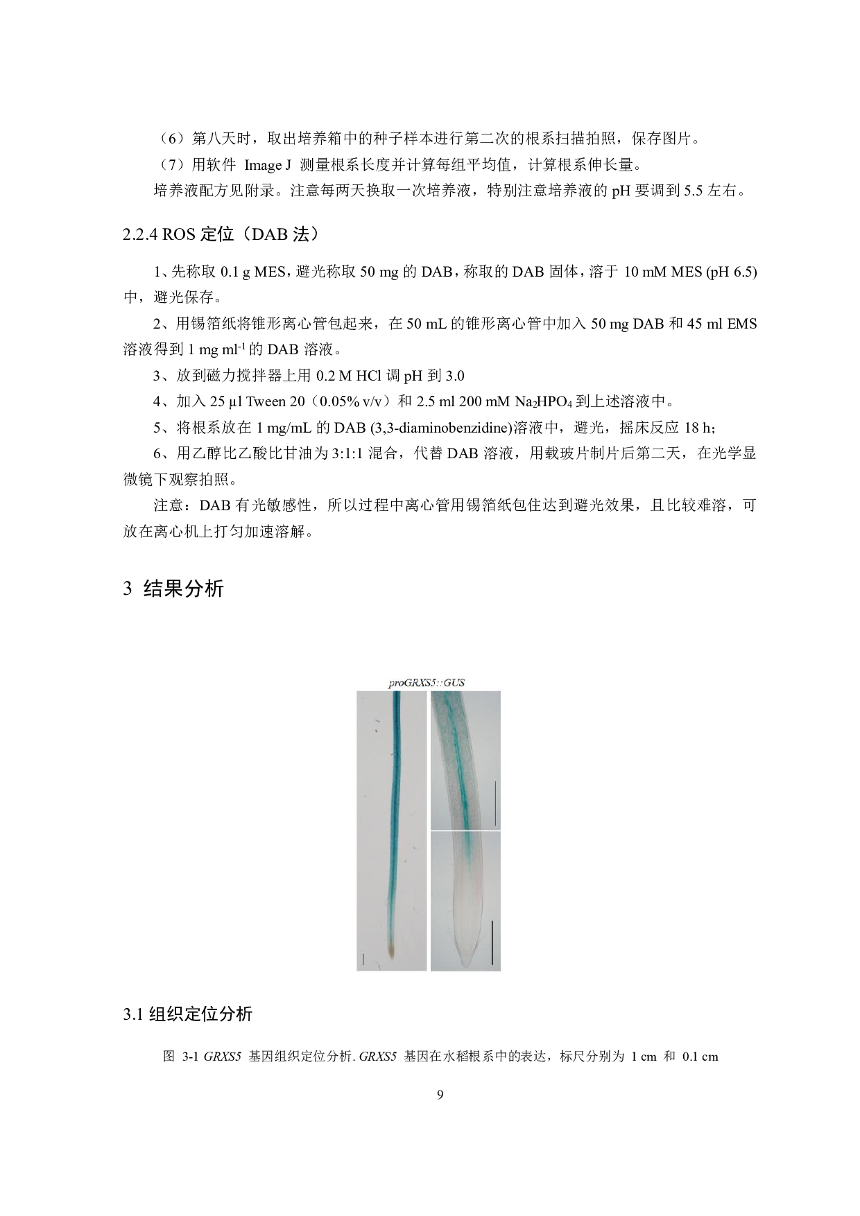 水稻谷氧还原蛋白GRXS5调控根系发育的作用机制初探-8272字.pdf 第10页