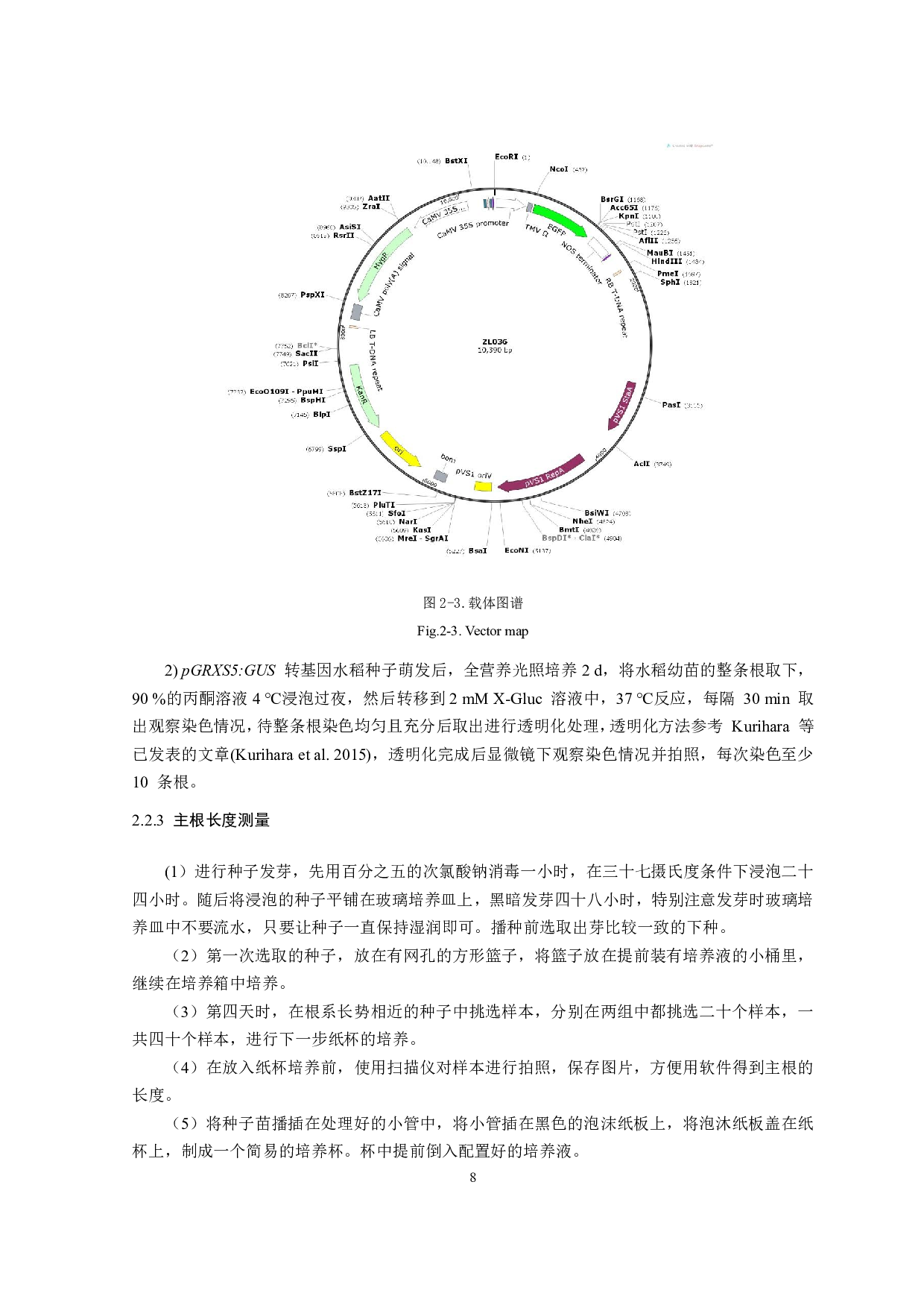 水稻谷氧还原蛋白GRXS5调控根系发育的作用机制初探-8272字.pdf 第9页