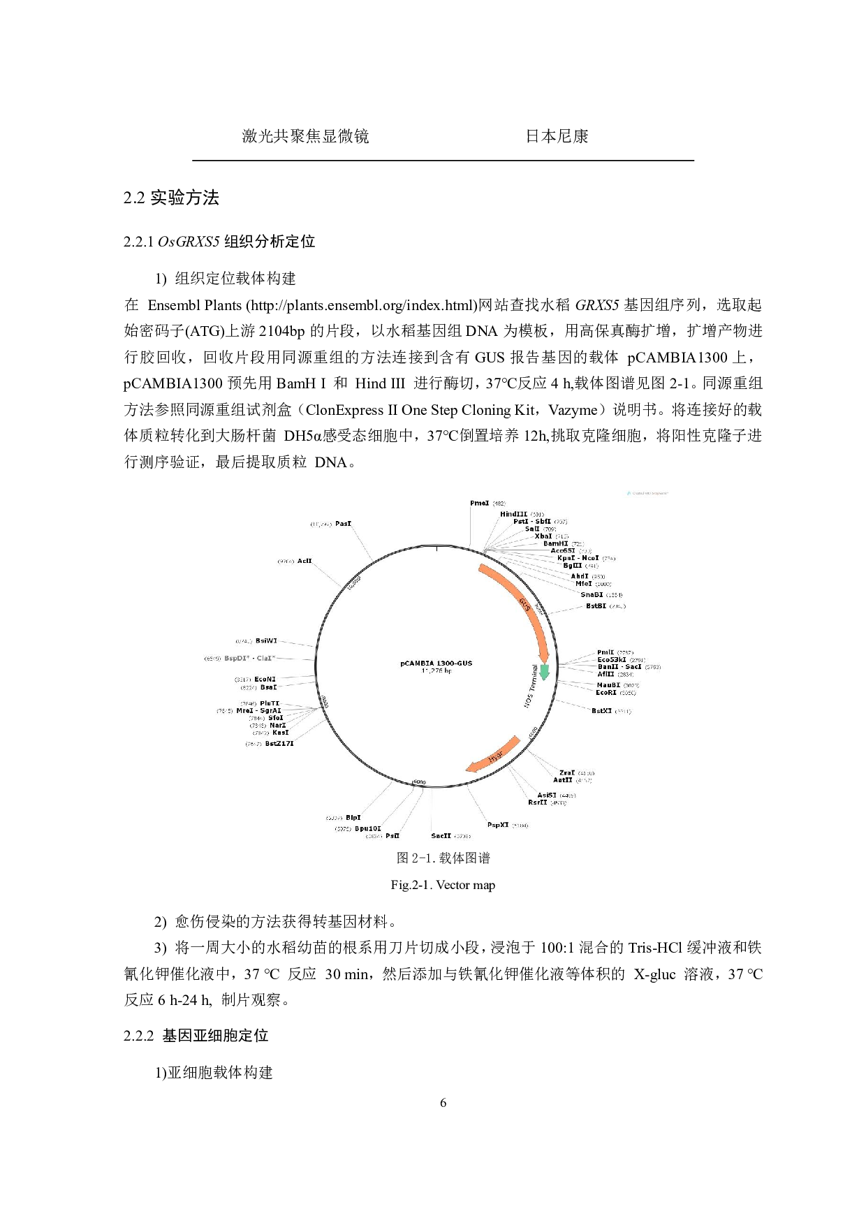 水稻谷氧还原蛋白GRXS5调控根系发育的作用机制初探-8272字.pdf 第7页
