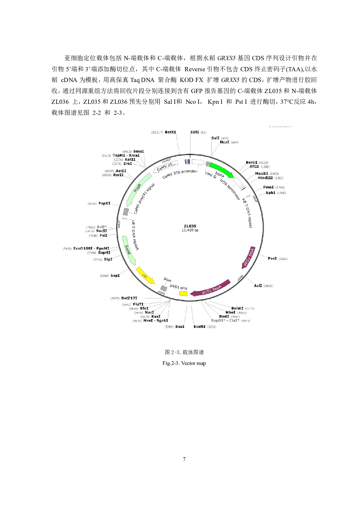 水稻谷氧还原蛋白GRXS5调控根系发育的作用机制初探-8272字.pdf 第8页