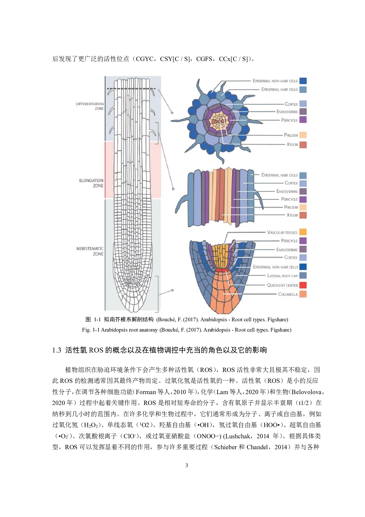 水稻谷氧还原蛋白GRXS5调控根系发育的作用机制初探-8272字.pdf 第4页