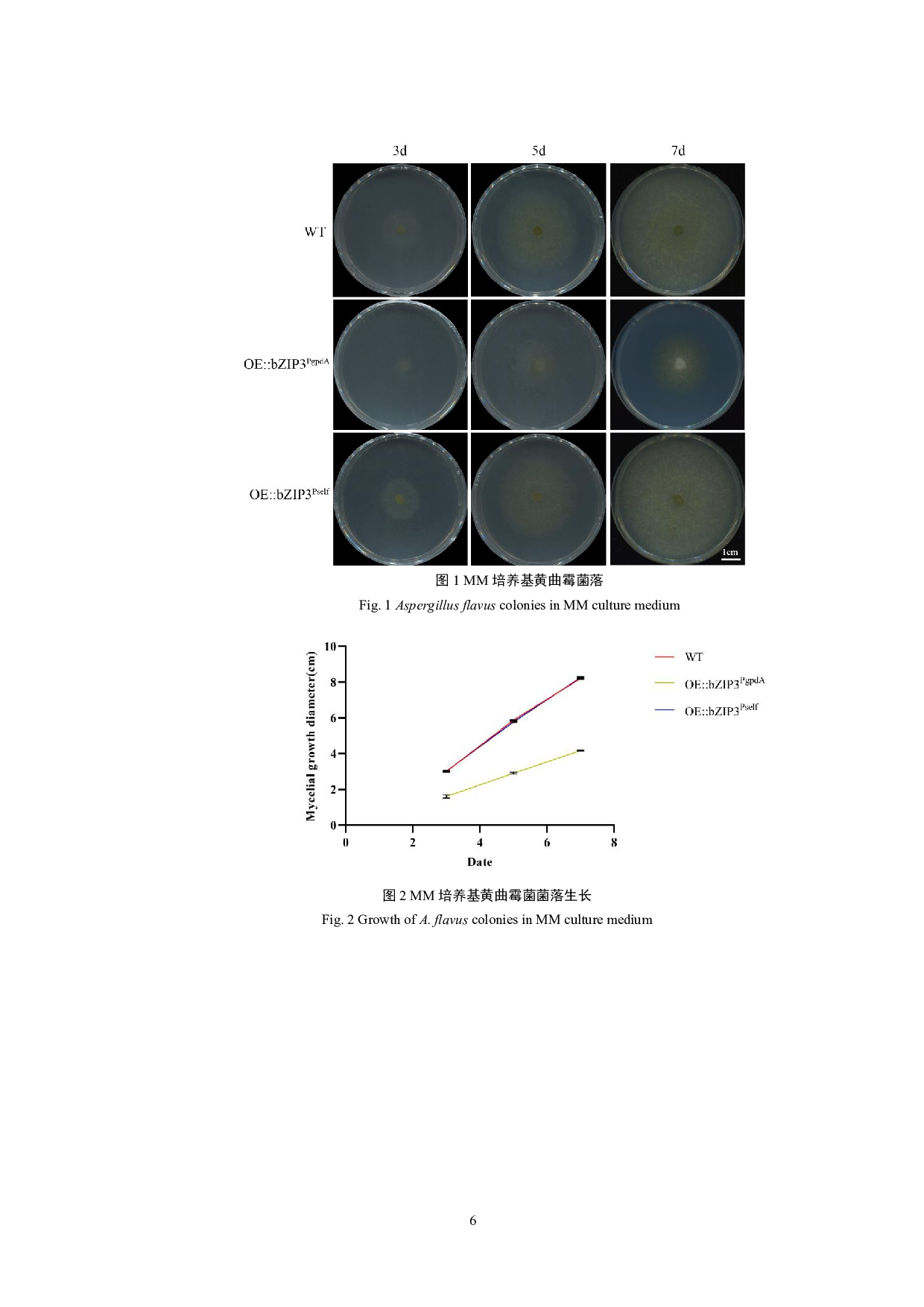 黄曲霉bZIP3基因过表达突变株表型分析-10097字.pdf 第7页