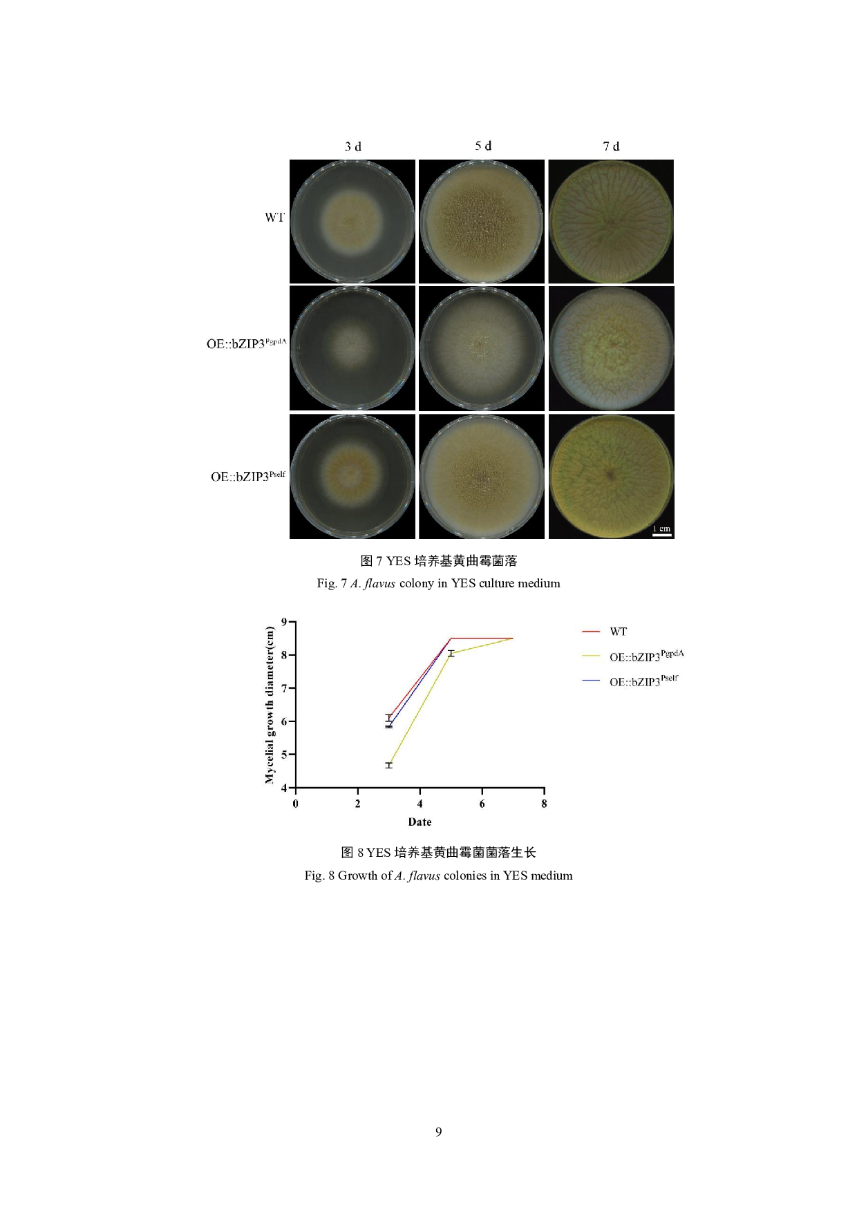 黄曲霉bZIP3基因过表达突变株表型分析-10097字.pdf 第10页