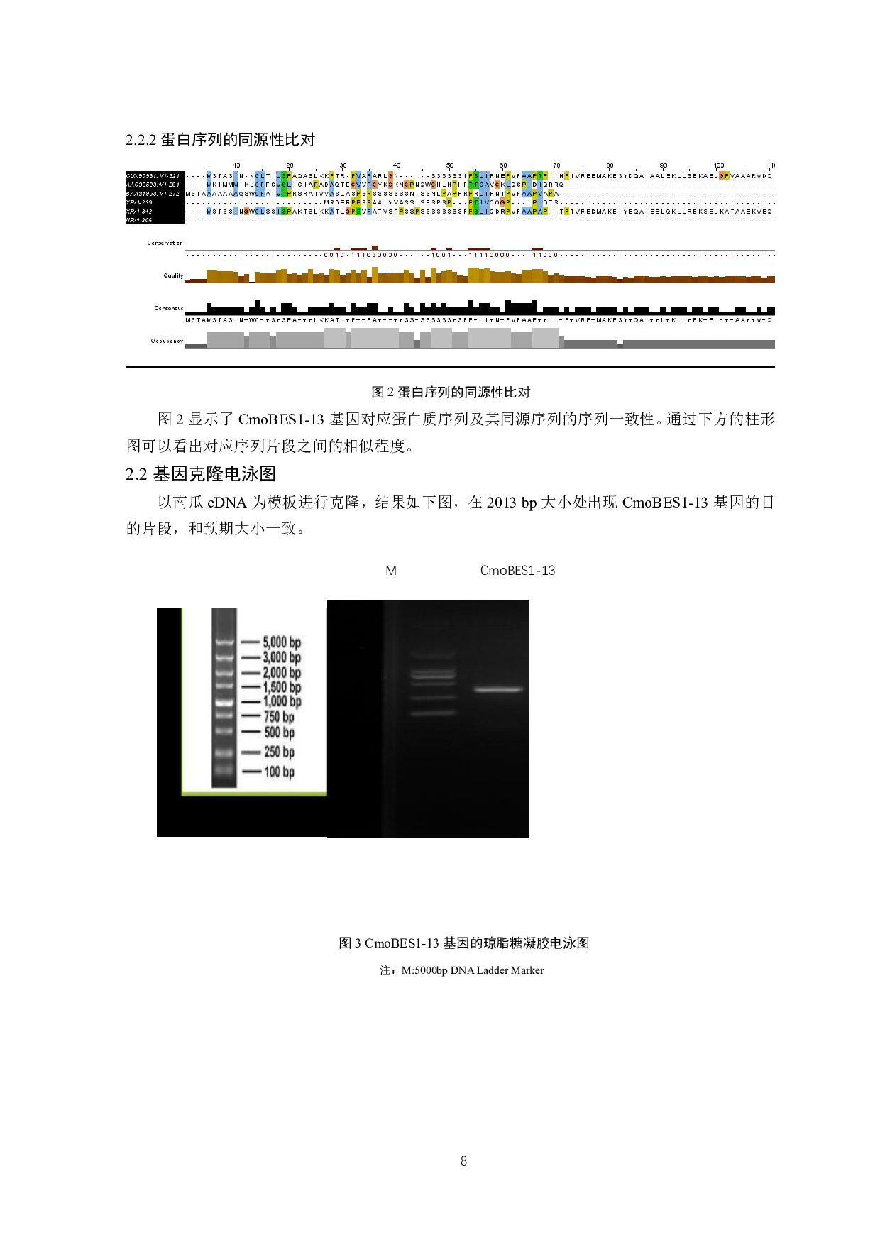 南瓜 CmoBES1-13 基因的生物学信息分析-7269字.pdf 第8页