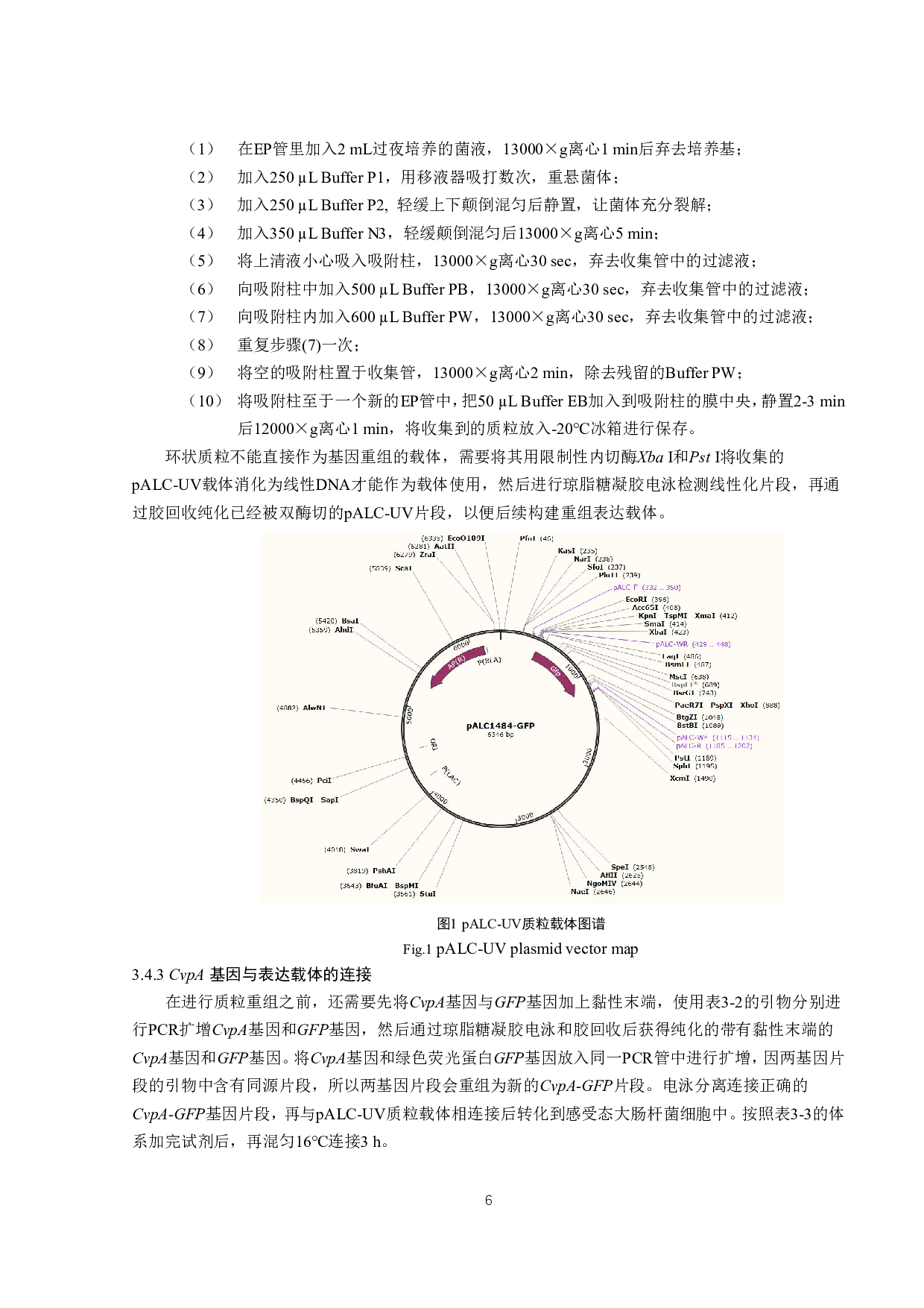 金黄色葡萄球菌CvpA家族蛋白的功能初探-11118字.pdf 第8页