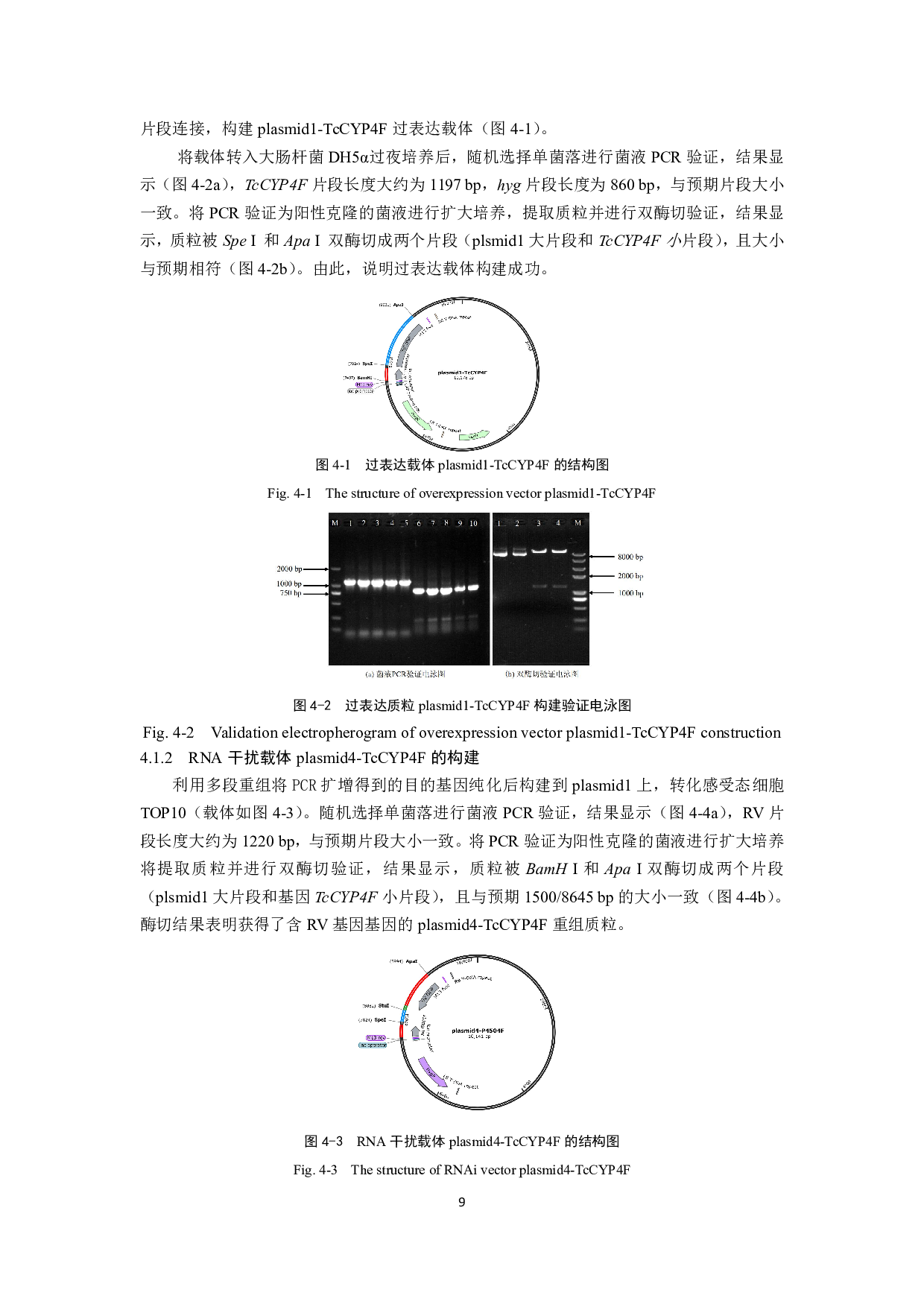 基于ATMT法对鸡枞菌P450基因TcCYP4F基因的功能验证-10197字.pdf 第8页