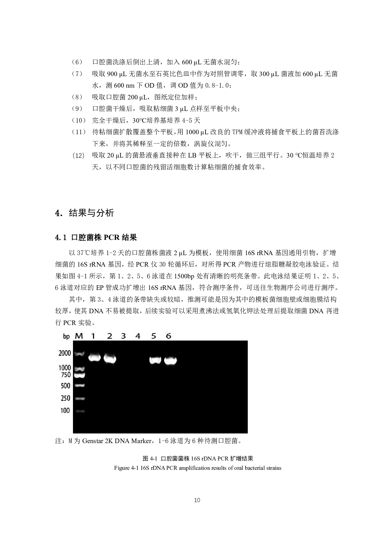 粘细菌对典型口腔微生物的捕食作用-10549字.pdf 第9页