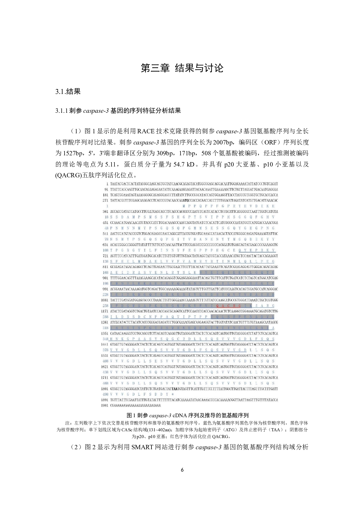 刺参caspase-3基因cDNA序列分析及其在组织中的表达-7988字.docx 第9页