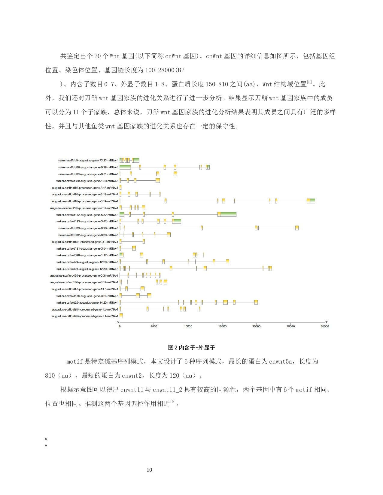 刀鲚wnt基因家族的鉴定与分析-8698字.docx 第10页
