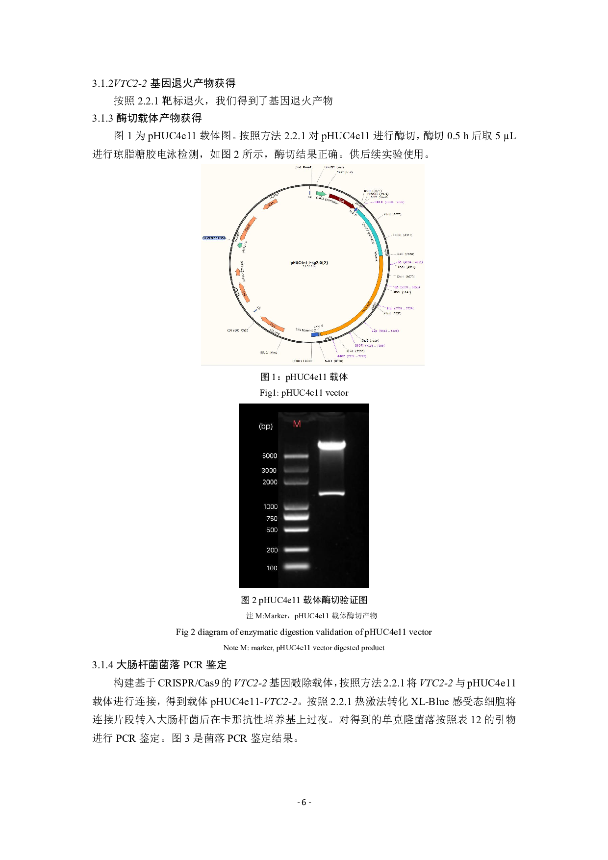 基于CRISPRCas9的VTC2-2基因敲除载体的构建-7840字.pdf 第8页