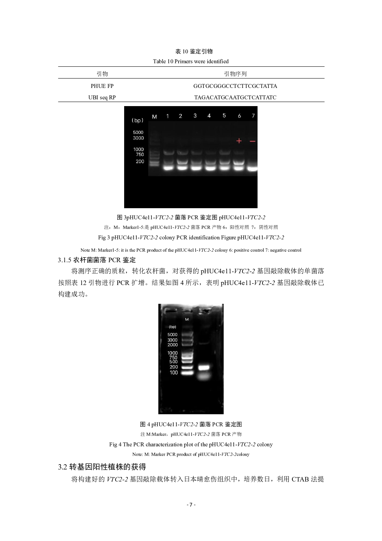 基于CRISPRCas9的VTC2-2基因敲除载体的构建-7840字.pdf 第9页