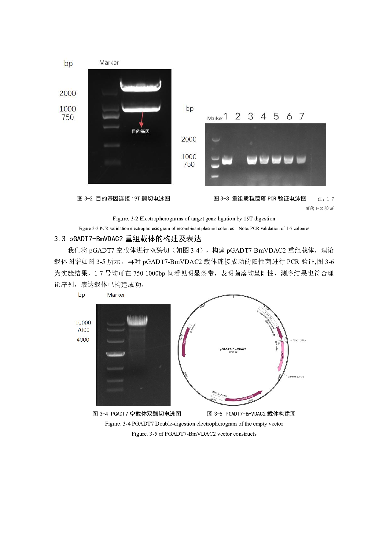 BmVDAC2酵母双杂交表达载体的构建-6045字.pdf 第7页