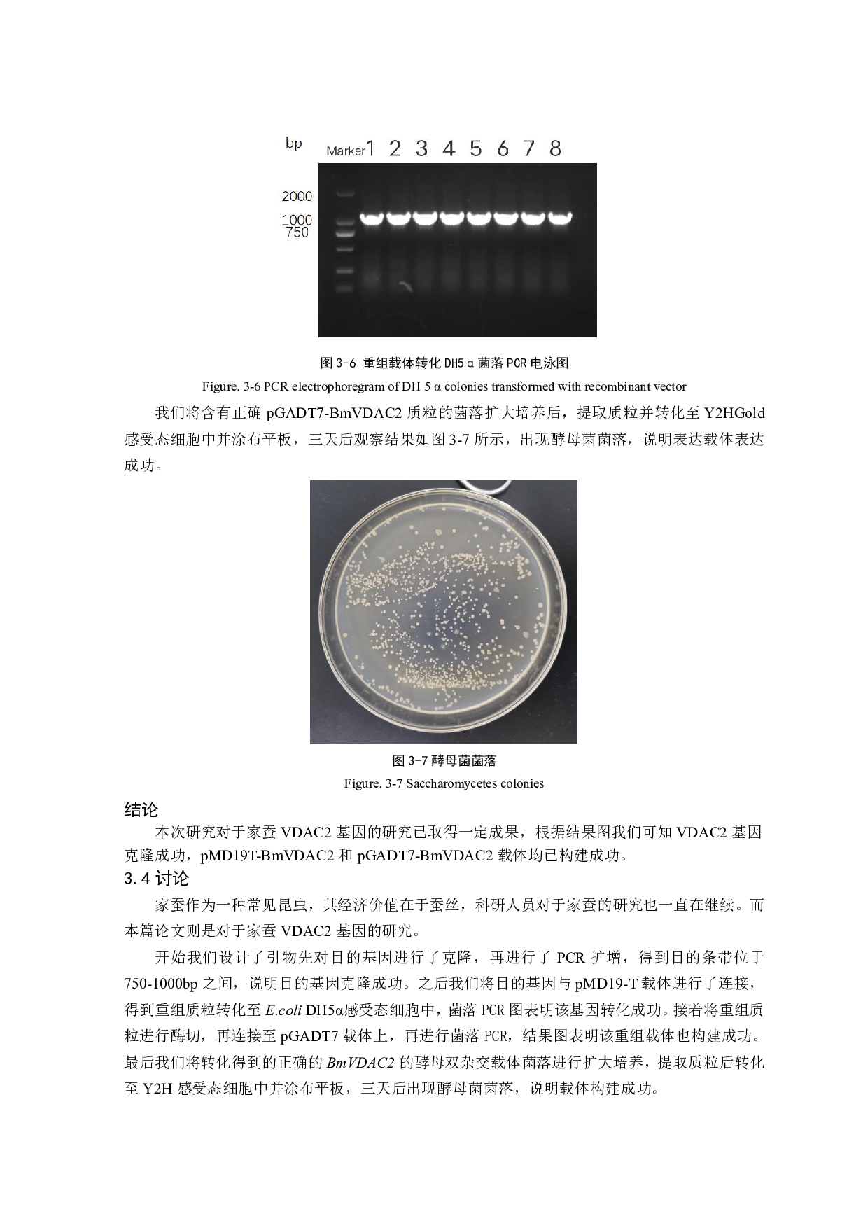 BmVDAC2酵母双杂交表达载体的构建-6045字.pdf 第8页