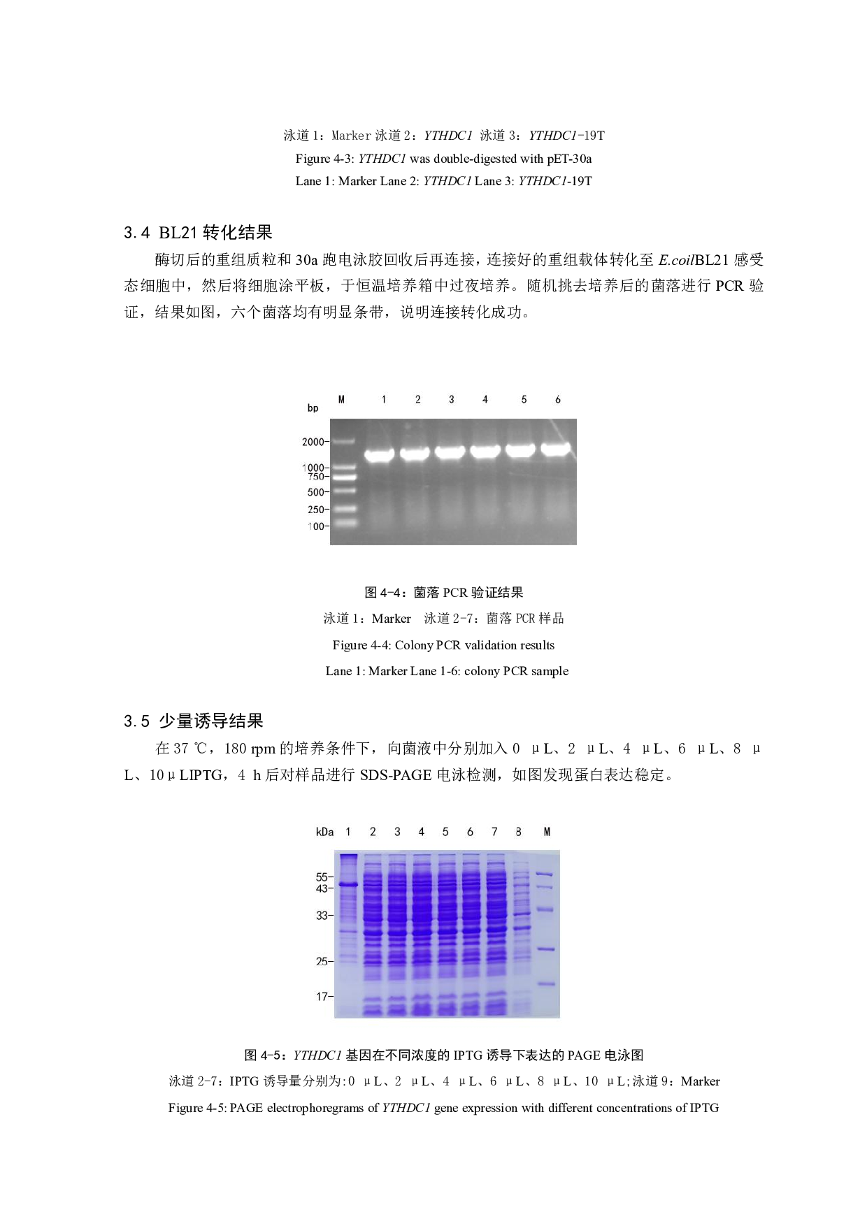 家蚕YTHDC1基因的克隆和原核表达-6300字.pdf 第9页