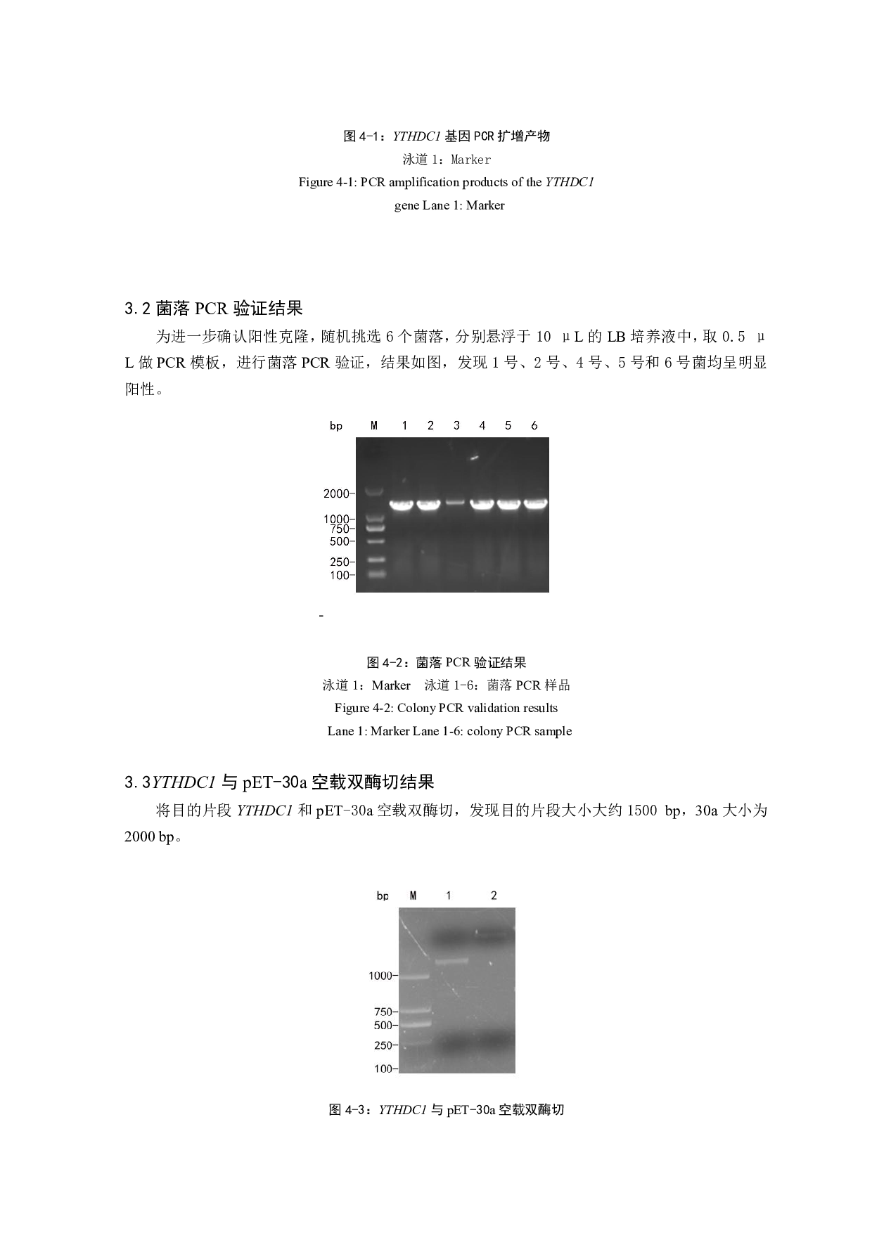 家蚕YTHDC1基因的克隆和原核表达-6300字.pdf 第8页