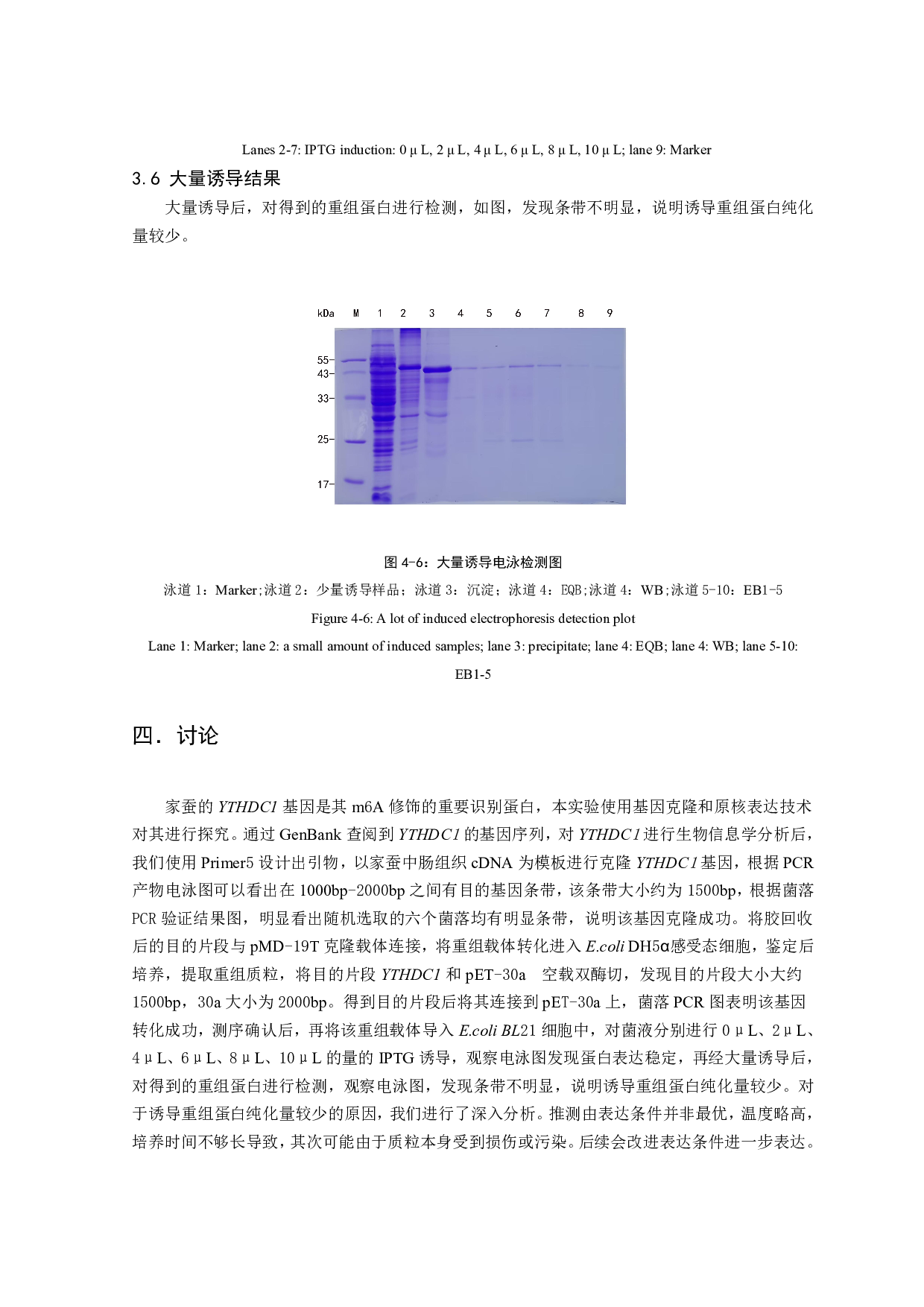 家蚕YTHDC1基因的克隆和原核表达-6300字.pdf 第10页