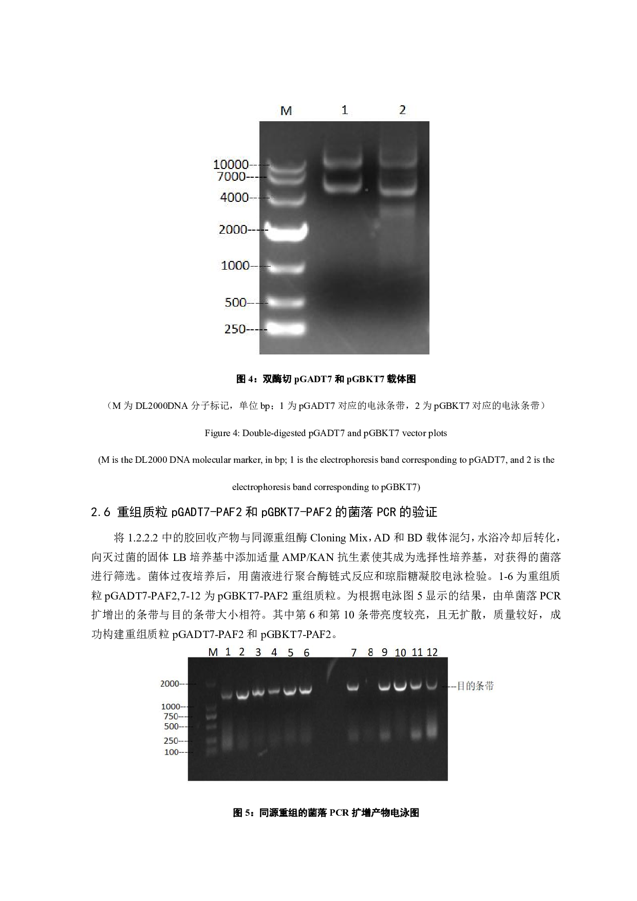 家蚕BmPAF2酵母双杂交表达载体的构建-6986字.pdf 第10页