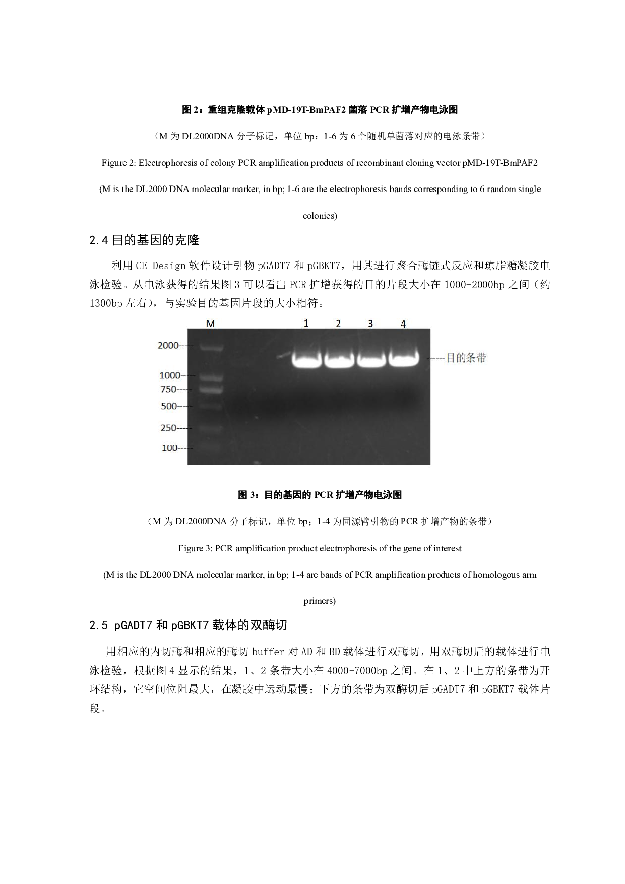 家蚕BmPAF2酵母双杂交表达载体的构建-6986字.pdf 第9页
