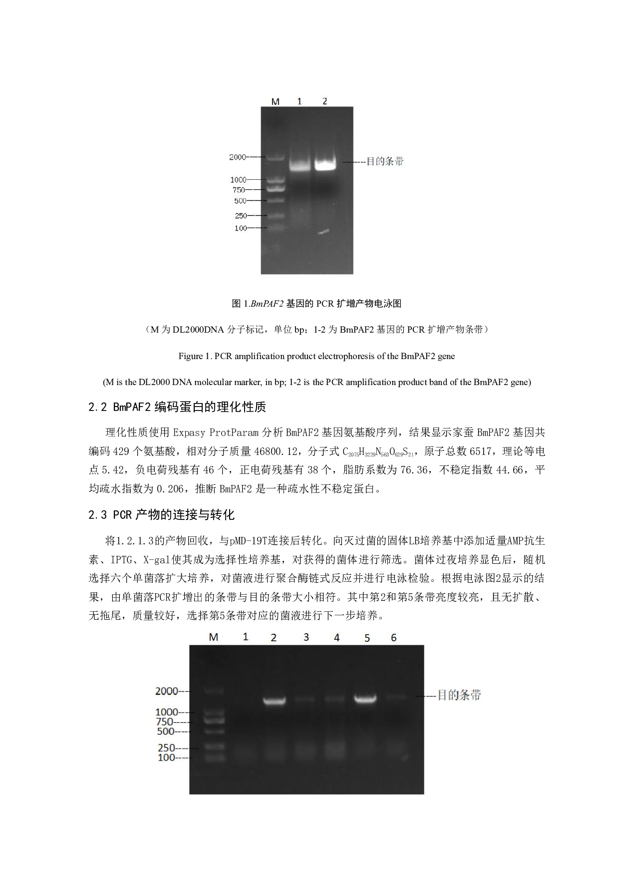 家蚕BmPAF2酵母双杂交表达载体的构建-6986字.pdf 第8页