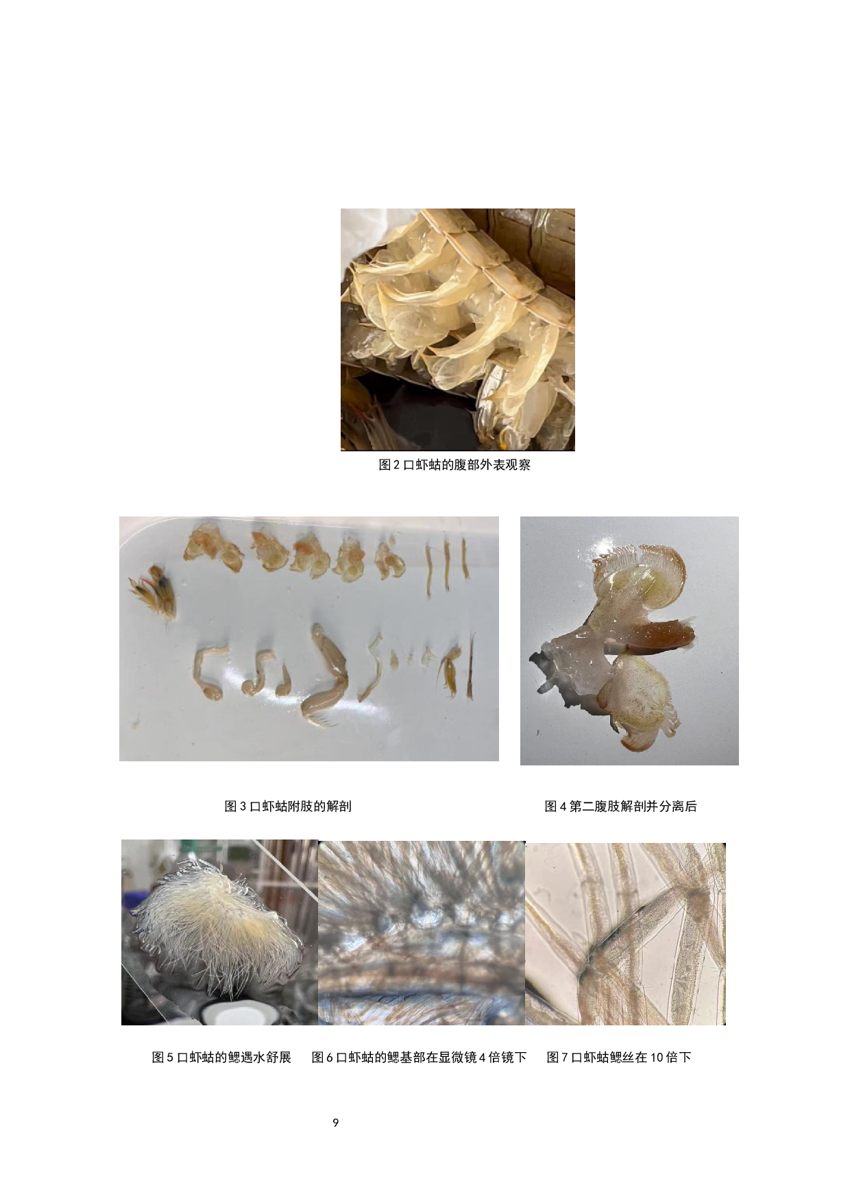 口虾蛄鳃的形态结构与功能初步研究-8083字.docx 第9页