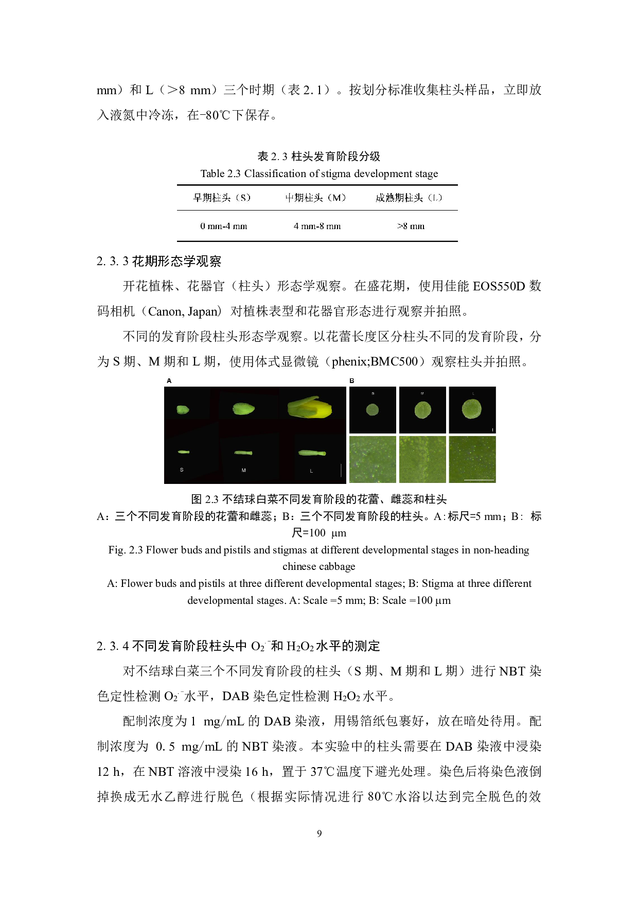 活性氧对不结球白菜自交不亲和性影响的初步探究-11301字.pdf 第8页