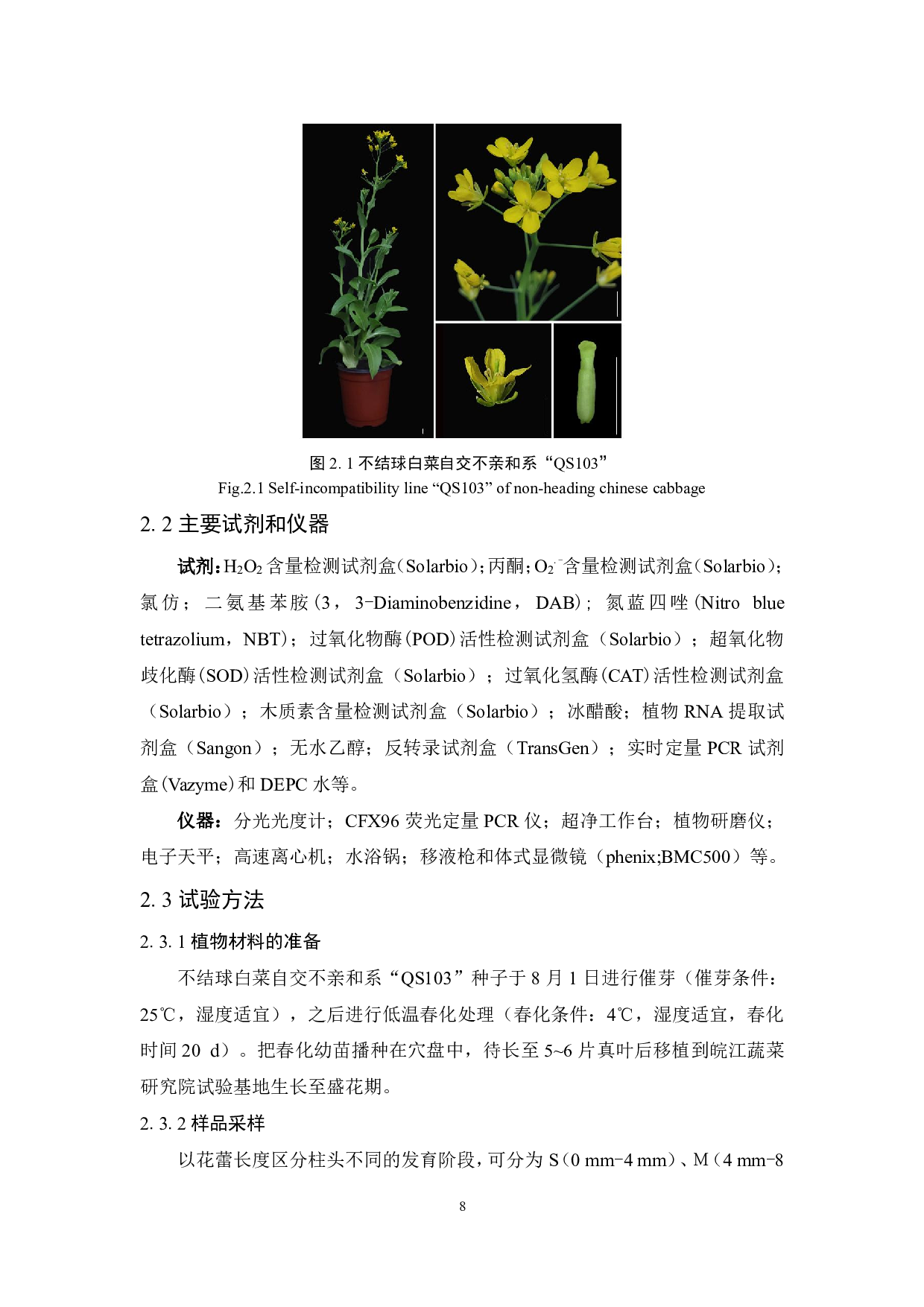 活性氧对不结球白菜自交不亲和性影响的初步探究-11301字.pdf 第7页