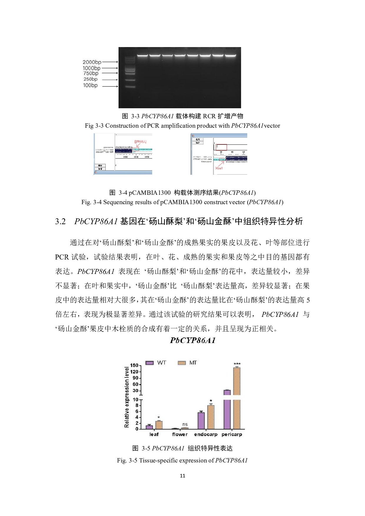 《砀山酥梨PbCYP8A1基因克隆和分析定位》-8969字.pdf 第10页