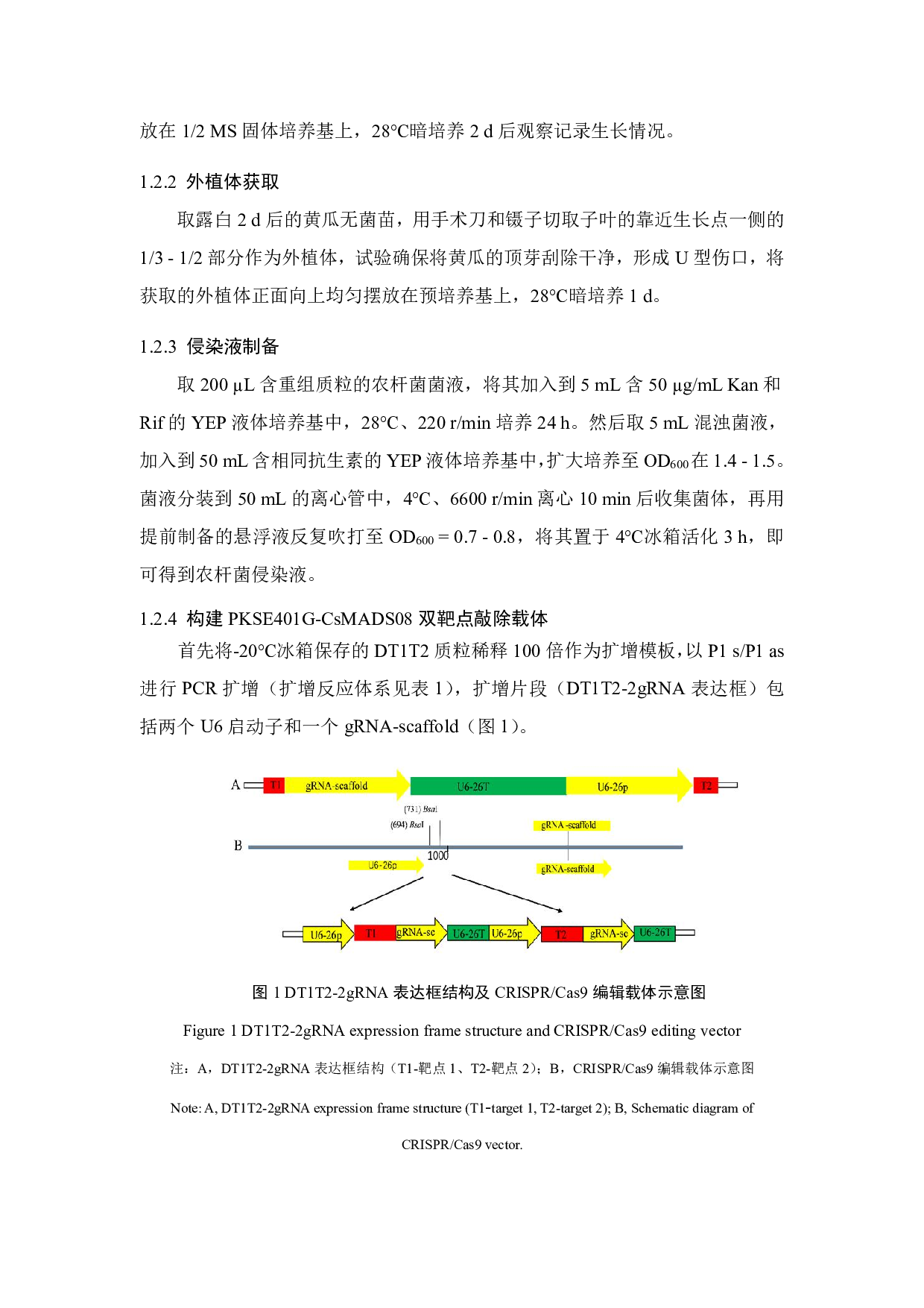 黄瓜PKSE401GCsMADS08遗传转化优化-9473字.pdf 第4页