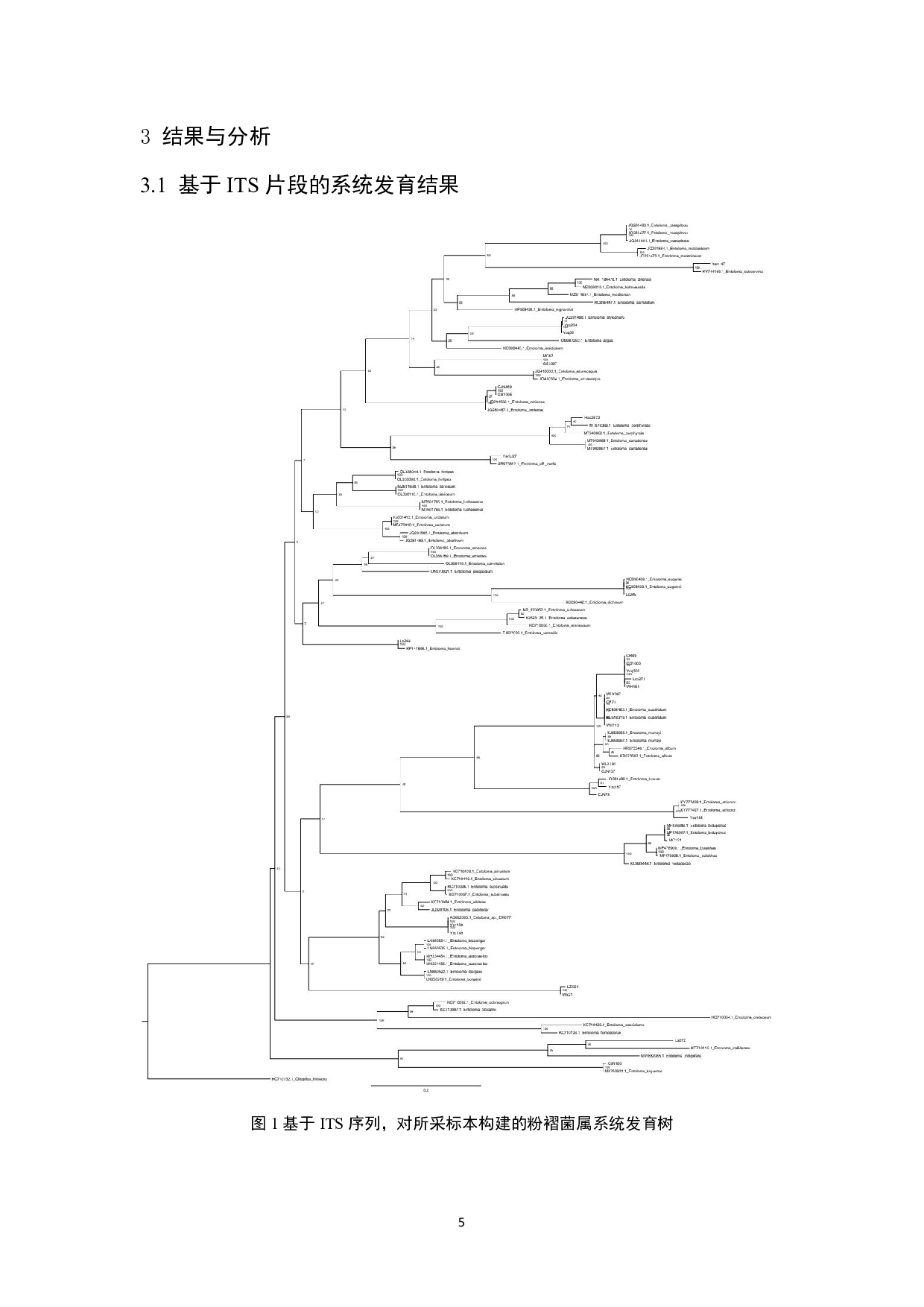 浙江省粉褶菌属分类研究-9333字.pdf 第6页