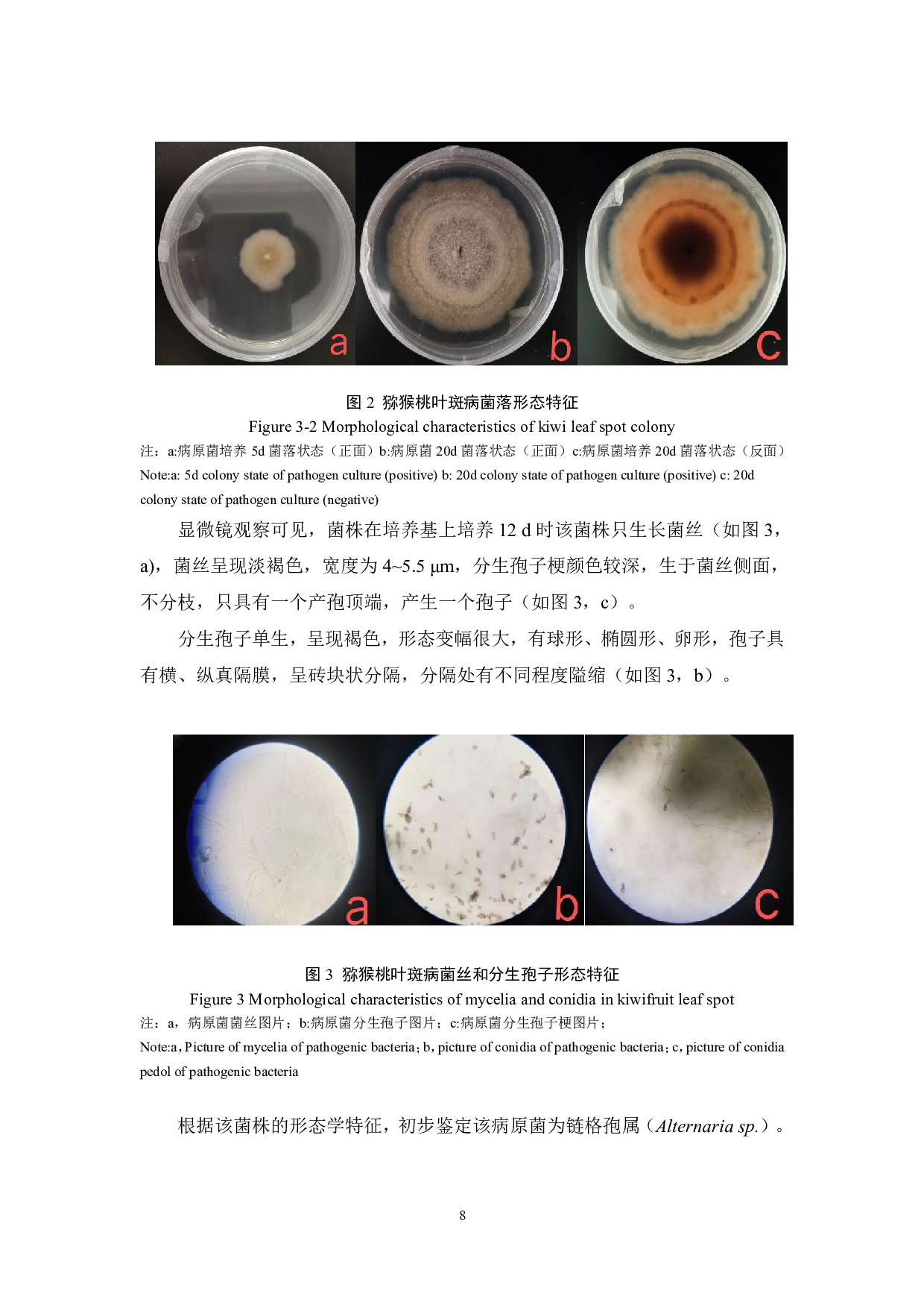 猕猴桃叶片病害病原菌分离与鉴定-8067字.pdf 第8页