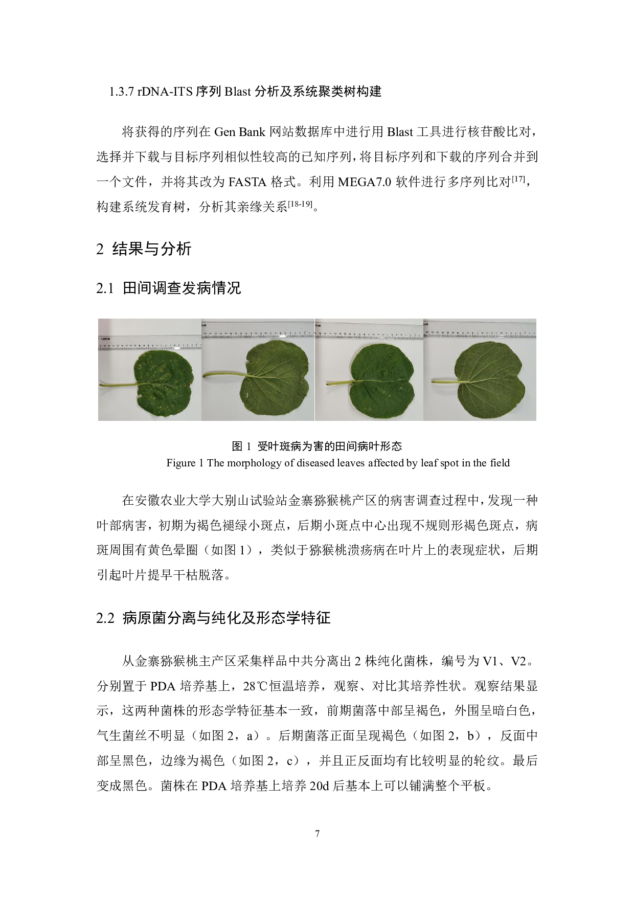 猕猴桃叶片病害病原菌分离与鉴定-8067字.pdf 第7页