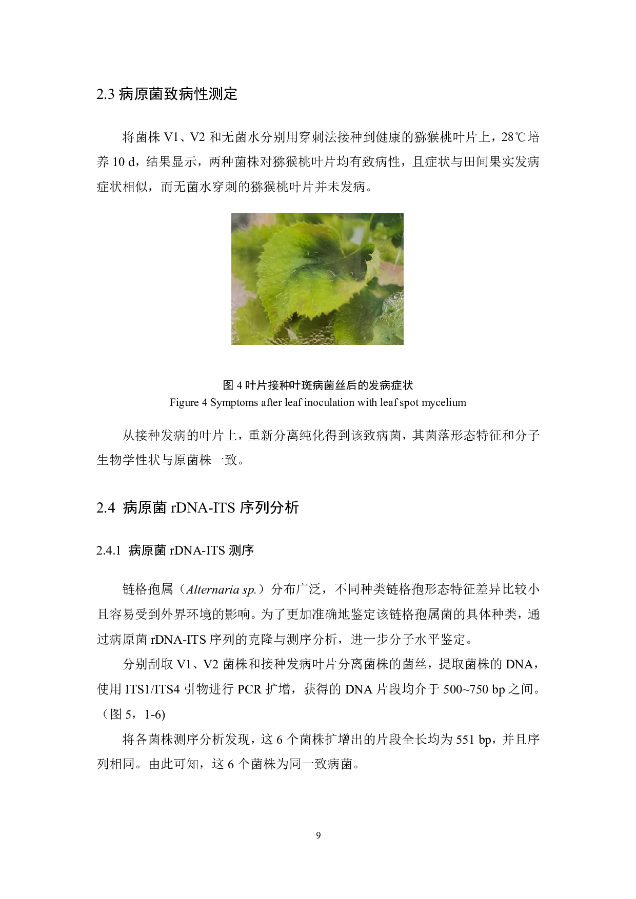 猕猴桃叶片病害病原菌分离与鉴定-8067字.pdf 第9页