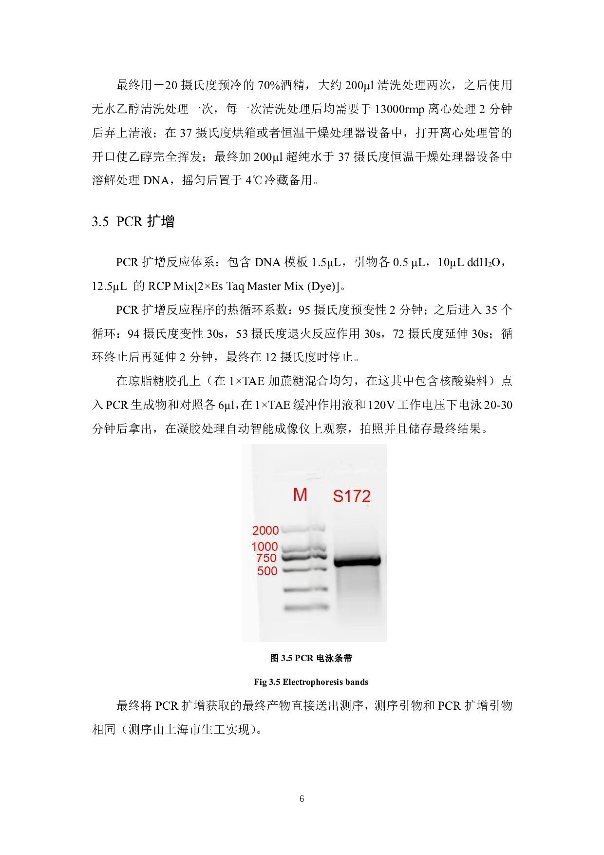 野生秀珍菇菌株的驯化栽培研究-7955字.pdf 第8页