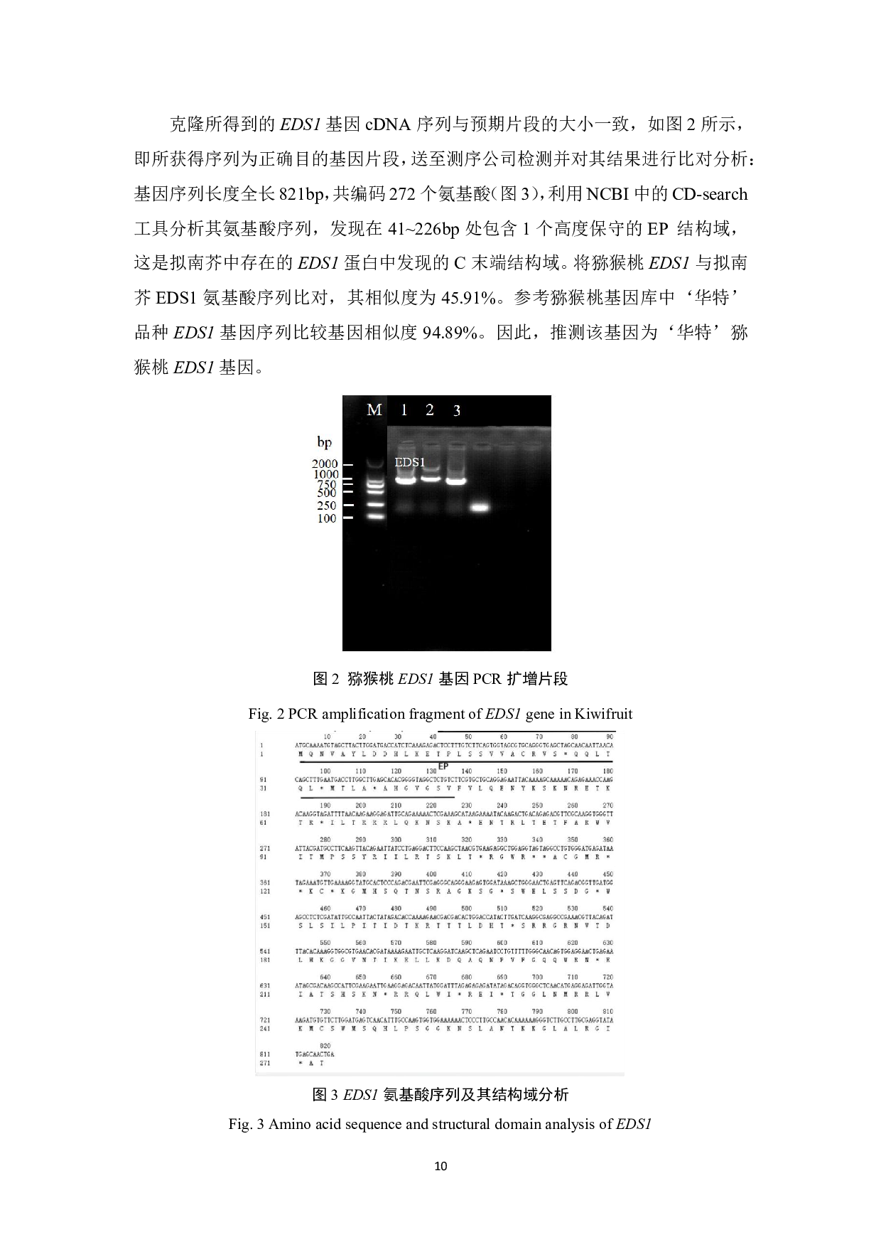 猕猴桃EDS1基因克隆与基因编辑载体构建-9765字.pdf 第10页