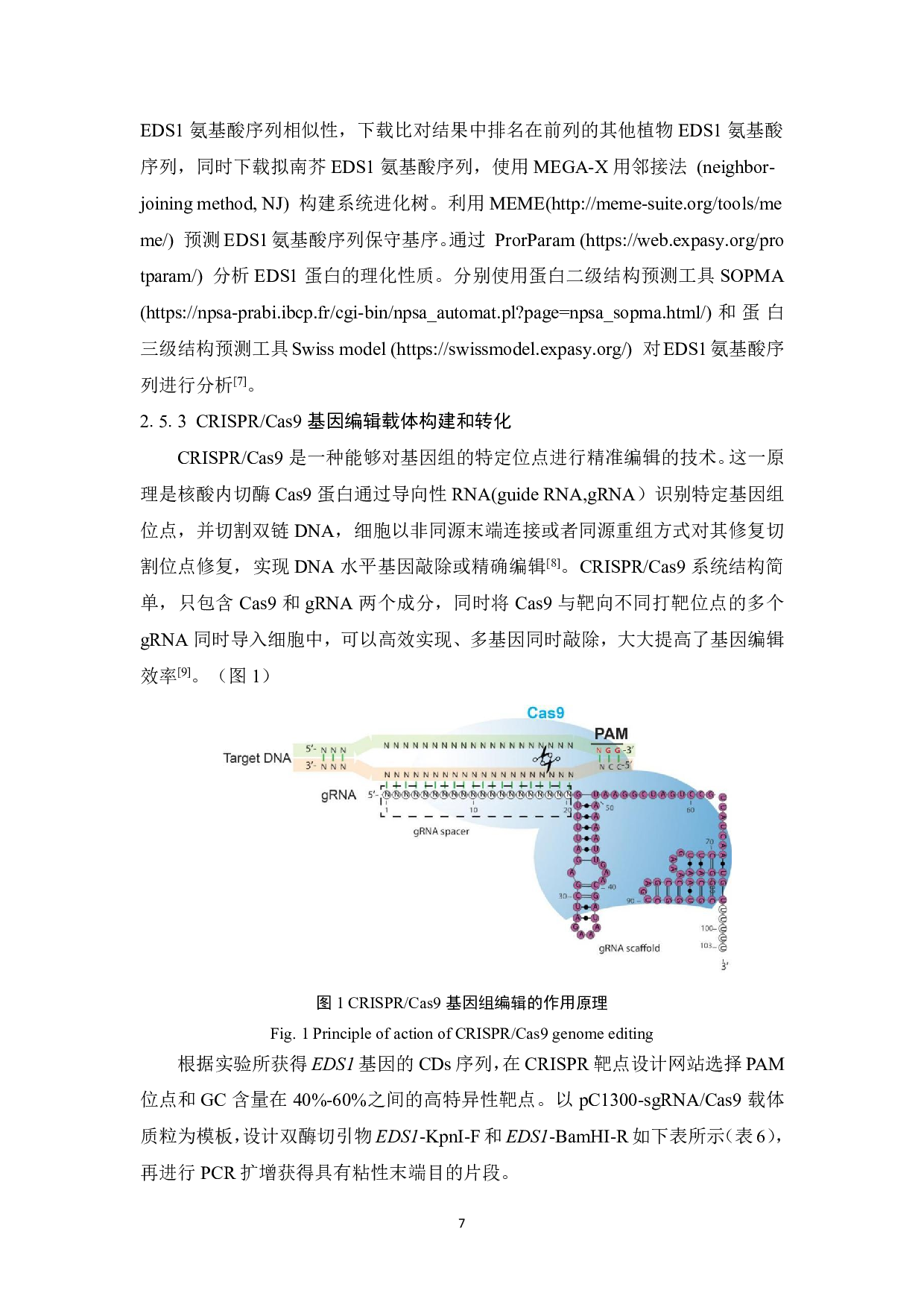 猕猴桃EDS1基因克隆与基因编辑载体构建-9765字.pdf 第7页