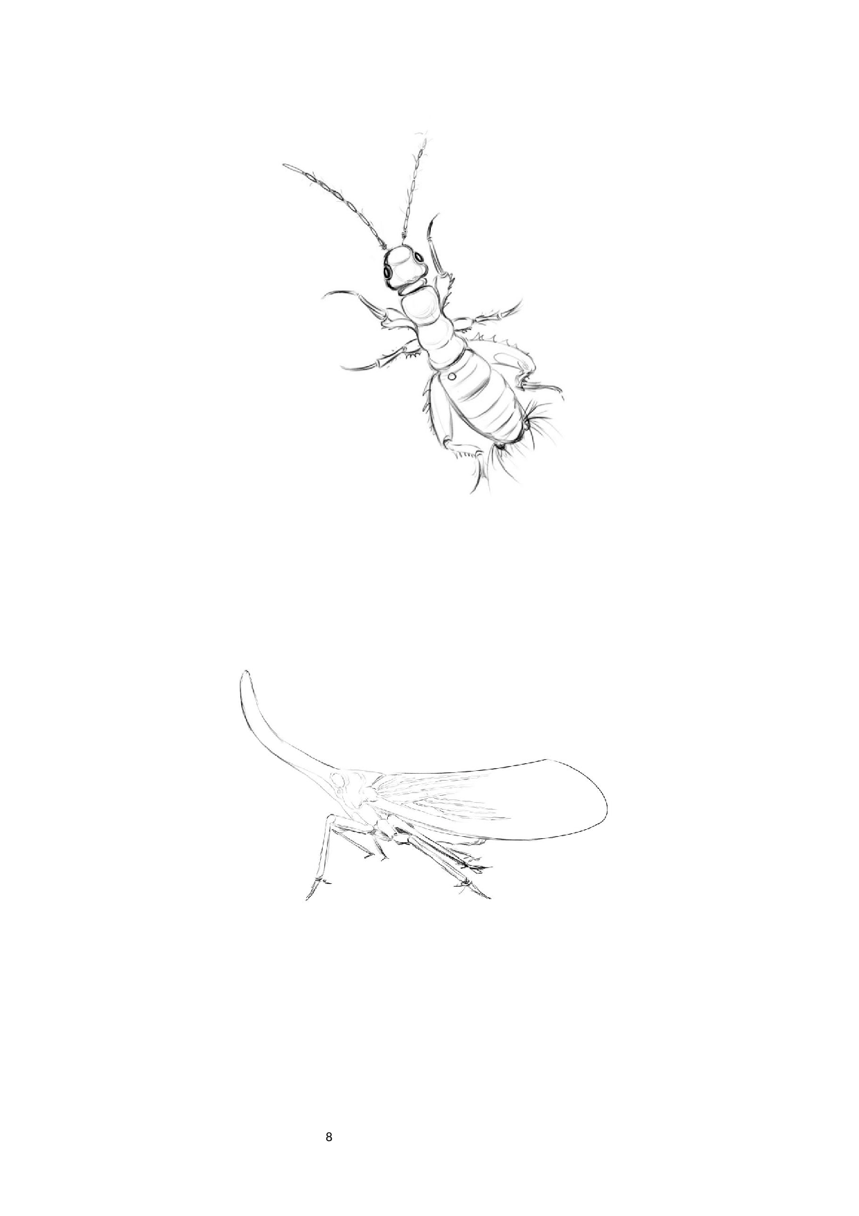 昆虫日记主题插画设计-4510字.docx 第7页