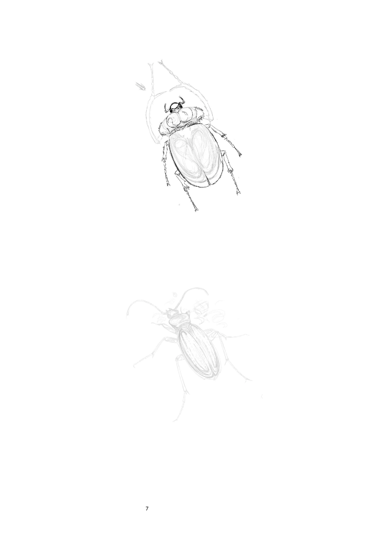 昆虫日记主题插画设计-4510字.docx 第6页