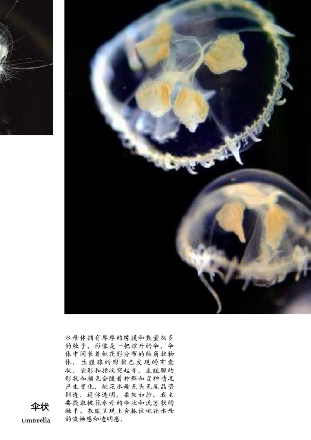 桃花水母元素在现代女装中的应用-10002字.docx 第8页