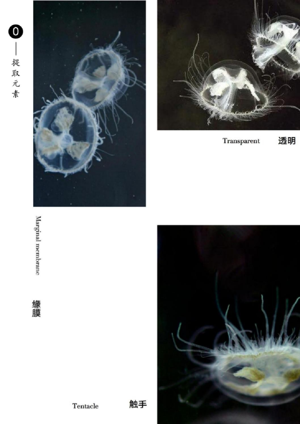桃花水母元素在现代女装中的应用-10002字.docx 第7页