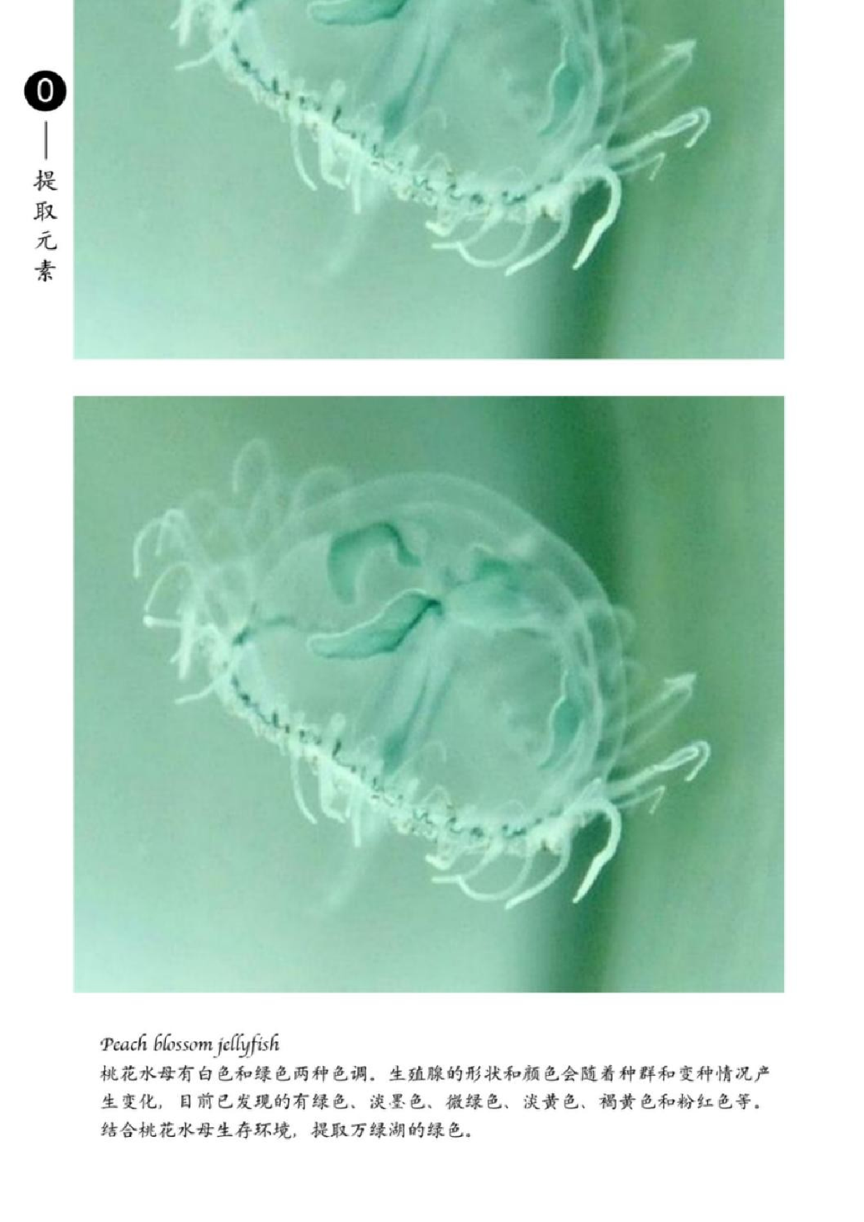 桃花水母元素在现代女装中的应用-10002字.docx 第9页