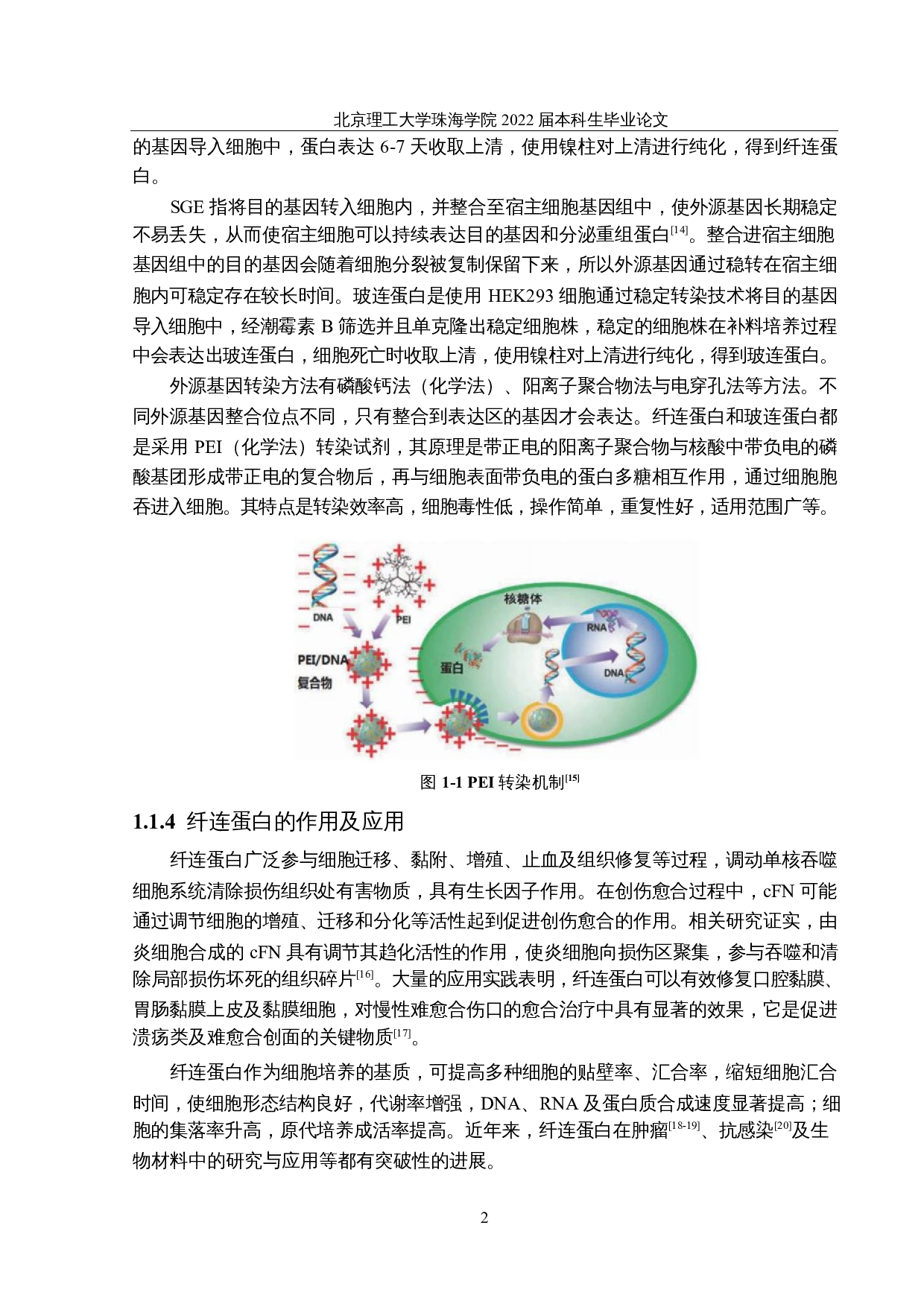 纤连蛋白和玻连蛋白对细胞贴壁效果的比较研究-26089字.docx 第7页