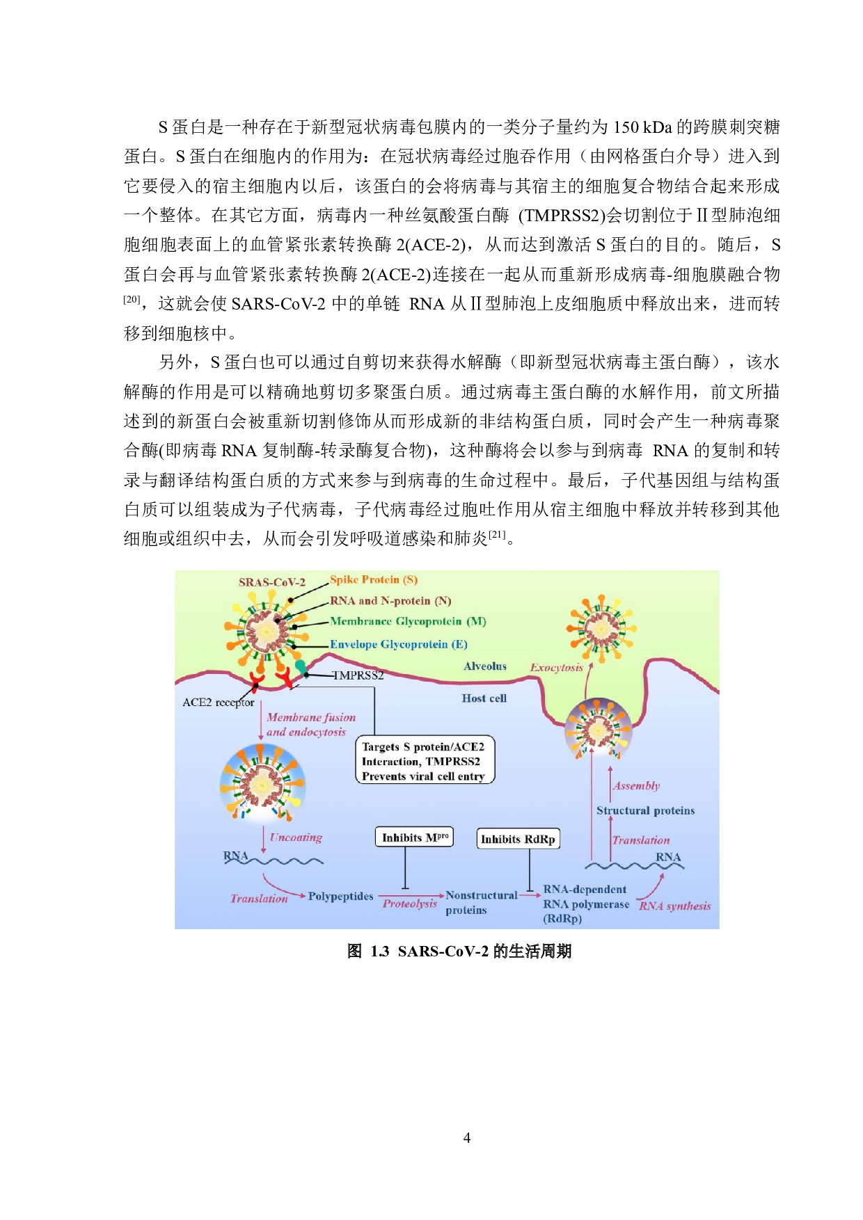 大规模筛选新型冠状病毒主蛋白酶抑制剂-13591字.docx 第7页
